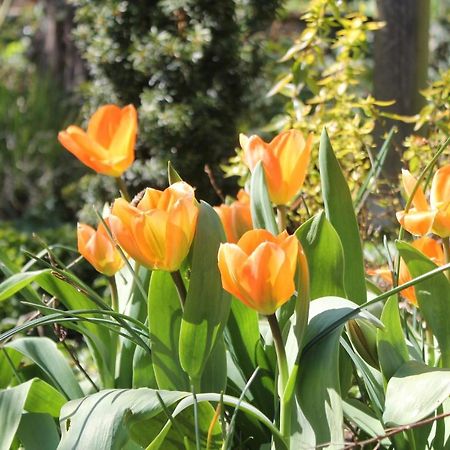 Appartamento Maison Mille Fleurs Sankt Julian Esterno foto