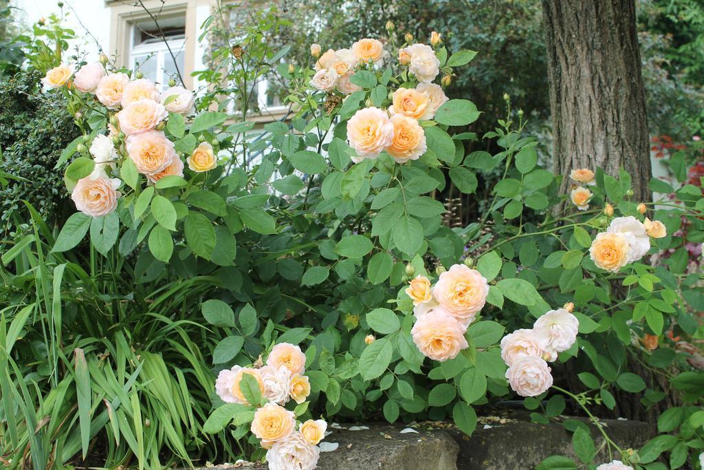 Appartamento Maison Mille Fleurs Sankt Julian Esterno foto