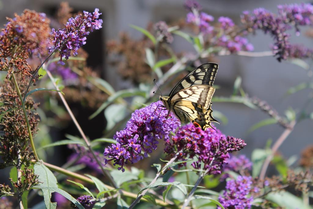 Appartamento Maison Mille Fleurs Sankt Julian Esterno foto